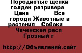 Породистые щенки голден ретривера › Цена ­ 25 000 - Все города Животные и растения » Собаки   . Чеченская респ.,Грозный г.